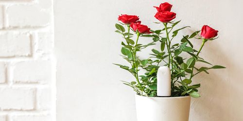 Купить Xiaomi Smart Flower and Plant Monitor (Huahuacaocao) Купить Xiaomi Smart Flower and Plant Monitor (Huahuacaocao)