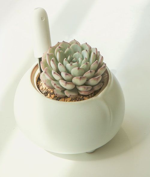 Цена Xiaomi Smart Flower and Plant Monitor (Huahuacaocao) Цена Xiaomi Smart Flower and Plant Monitor (Huahuacaocao)
