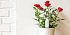 Купить Xiaomi Smart Flower and Plant Monitor (Huahuacaocao)